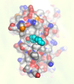 Arnold Group at UWM-Publications: Thyroid Receptor-High-Throughput Screening Method